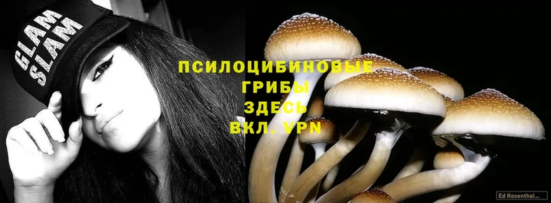 Галлюциногенные грибы Psilocybe  Цоци-Юрт 